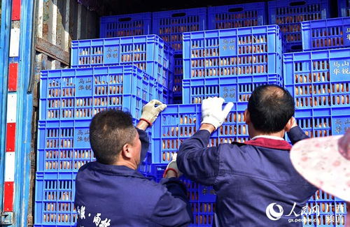 马山县 龙头企业引领扶贫农产品走向国内外市场