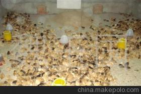 常年出售江苏淮安优质草鸡苗 品质保障，专业供应