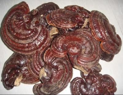 灵芝批发厂家 江西安远浩民农产品的专业供应与优势