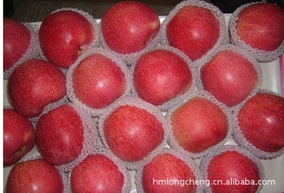 供应嘎啦苹果 品质优良，产地直供